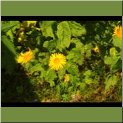 Regina-F-Rau_Alant_2015-07-02_2Hahnenkampl (481).JPG